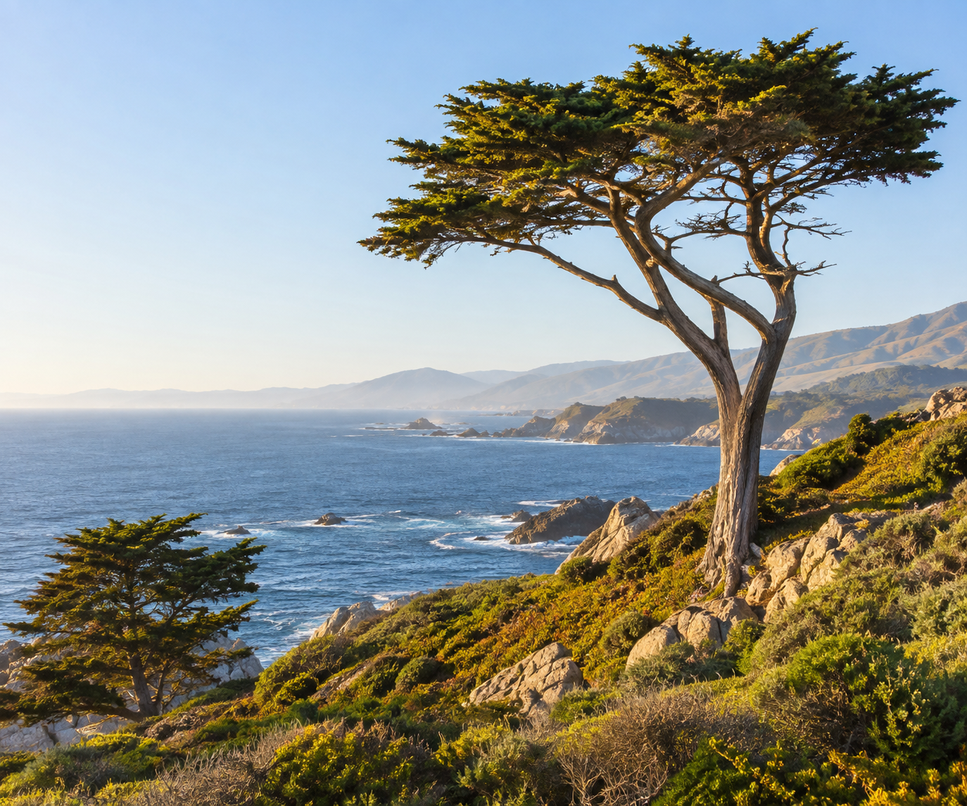 Coastal cypress trees overlooking the ocean.